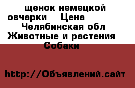 щенок немецкой овчарки  › Цена ­ 10 000 - Челябинская обл. Животные и растения » Собаки   